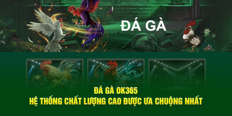 Sự hấp dẫn của sân chơi đá gà OK365